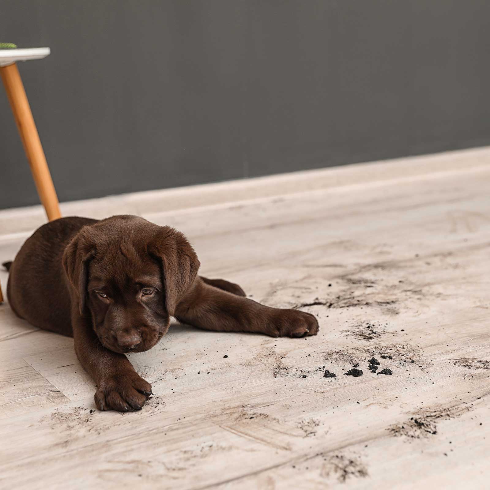 Puppy siting on vinyl floor | Hubbard Flooring Studio