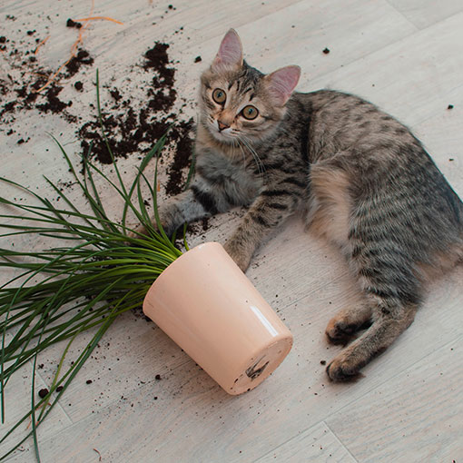 Cat in flower pot on laminate flooring | Hubbard Flooring Studio